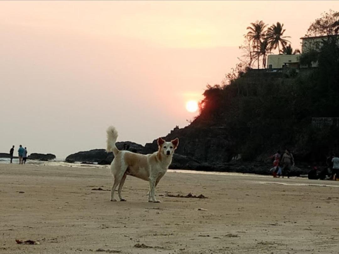 Red Rock Arambol Beach ภายนอก รูปภาพ